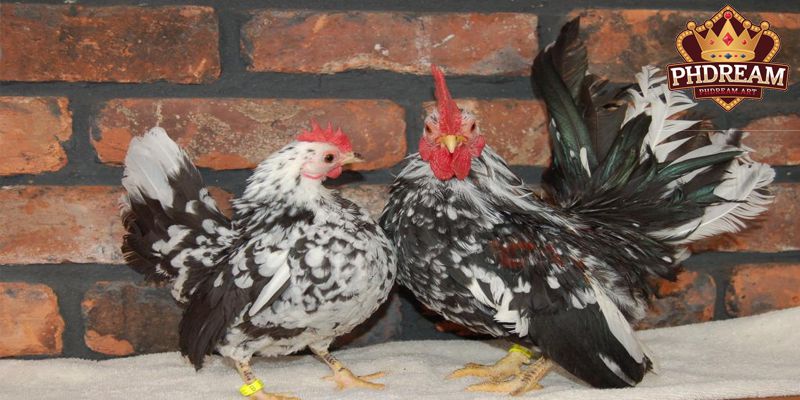 A Compilation of Essential Serama Chickens Care Tips