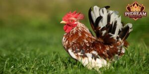 A Compilation of Essential Serama Chicken Care Tips
