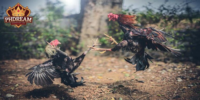 Cock Fighting phdream