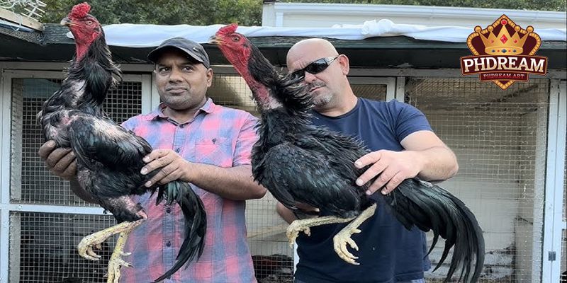 Exploring the Famous Shamo Chicken Breed