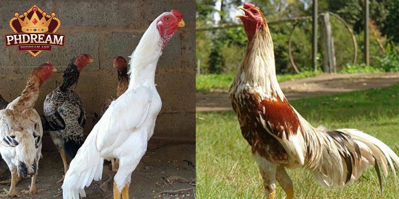 Identification Features of Shamo Chickens