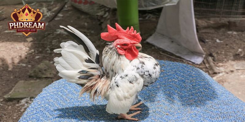 Introduction and Origin of the Serama Chickens