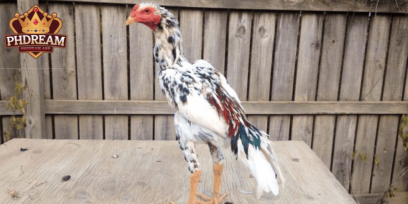 Origin of the Shamo Chicken