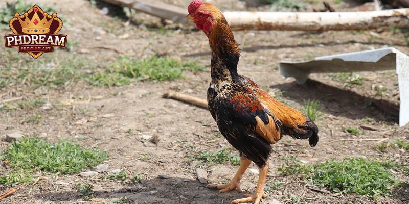 Outstanding Advantages of Shamo Chickens
