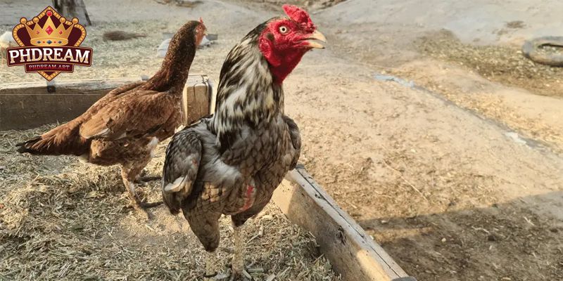 Overview of the Shamo Chicken Breed