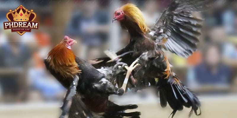 Professional Cockfighting Commentators
