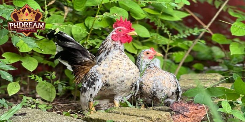 Prominent Physical Characteristics of the Serama Chickens