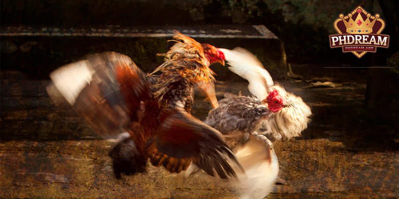 Sharp Fight Images Thanks to Smooth Streaming