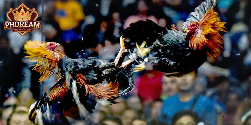 Some Common Types of Cockfighting Bets