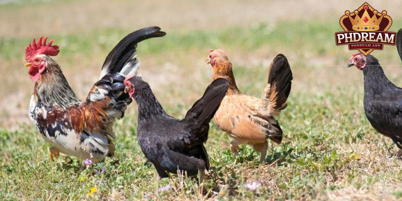 The Distinct Personality of the Serama Chickens