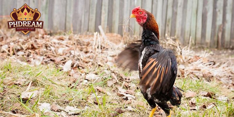 Things to Keep in Mind When Raising Shamo Chickens