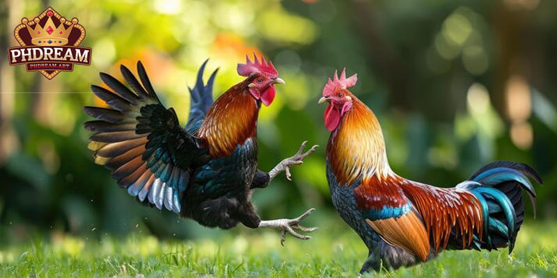 Tips for Betting on Cockfighting at PHDREAM