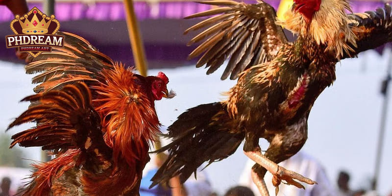 Variety of Cockfighting Forms